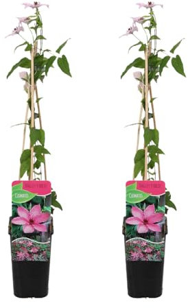 Bloomique - Lot de 2 - Clématite Hagley Hybride - Vigne forestière - Rose - Plantes grimpantes - Plantes de jardin - Rustiques - Pot 15 cm - 70-80 cm de haut
