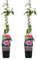 Bloomique - Set di 2 - Clematis Hagley Hybrid - Forest Vine - Rosa - Piante rampicanti - Piante da giardino - Resistente - Vaso 15 cm - Altezza 70-80 cm