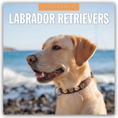 Labrador Retrievers – Labrador Retriever 2026 – 16-Monatskalender: Original Red Robin Publishing Ltd-Kalender [Mehrsprachig] [Kalender] (Wall-Kalender)