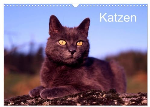 Katzen (Wandkalender 2025 DIN A3 quer), CALVENDO Monatskalender