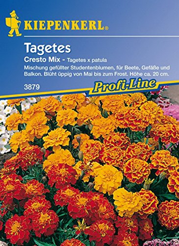 Kiepenkerl, Tagetes, patula Cresto Mix