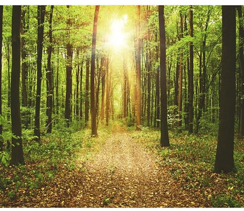 decomonkey Fototapete Wald 400x280 cm XXL Tapete Fototapeten Vlies Tapeten Vliestapete Wandtapete moderne Wand Wandbild Schlafzimmer Wohnzimmer Landschaft Baum