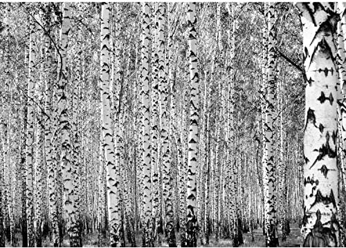 Runa Art Papier peint intissé forêt de bouleaux 352 x 250 cm Toison Mur XXL Tableaux Muraux Tapisserie Photo Décoration Murale Salon Chambre Noir et blanc 9477011c