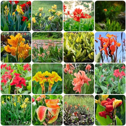 15 pcs canna zwiebeln winterhart - winterharte kübelpflanzen gartenblumen canna knollen,Canna indica,cannas Canna Lily pflanzen kaufen flowers winterlinge zwiebeln winterhart mehrjährig
