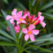 Semillas de flor de adelfa fresca (100 unidades), color rosa
