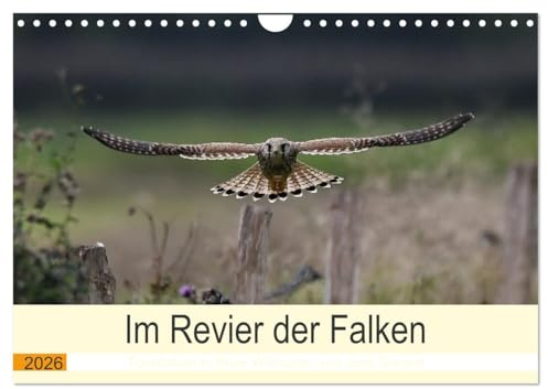 Im Revier der Falken (Wandkalender 2026 DIN A4 quer), CALVENDO Monatskalender: Turmfalken in freier Wildbahn, von Jens Siebert (CALVENDO Natur)