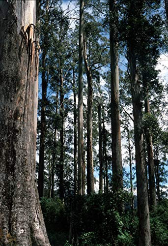 10 Samen von Riesen-Eukalyptus Einzigartige Baum