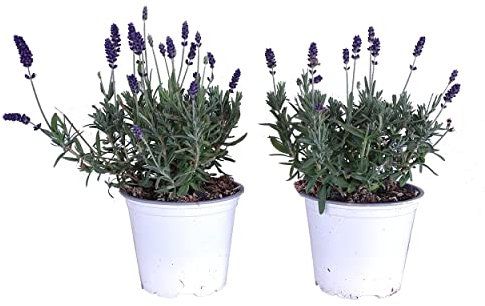 Flores de Exterior Lavandulas Pack de 2 Unidades de Plantas Naturales de Lavanda para Jardín y Terraza