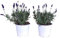 Flores de Exterior Lavandulas Pack de 2 Unidades de Plantas Naturales de Lavanda para Jardín y Terraza