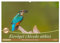 Eisvögel (Alcedo atthis) - Edelsteine der Natur (Wandkalender 2025 DIN A2 quer), CALVENDO Monatskalender: Eisvögel - die kleinen bunten Gesellen in unserer Heimat (CALVENDO Tiere)