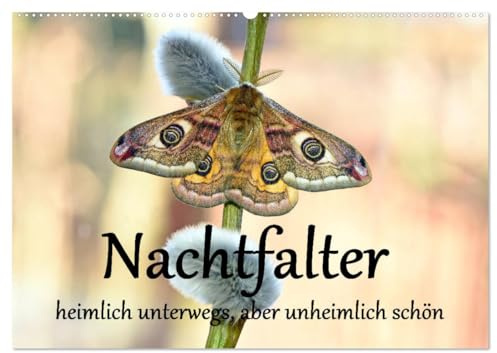 Nachtfalter - heimlich unterwegs, aber unheimlich schön (Wandkalender 2026 DIN A2 quer), CALVENDO Monatskalender: Makroaufnahmen von wunderschönen Nachtfaltern (CALVENDO Tiere)