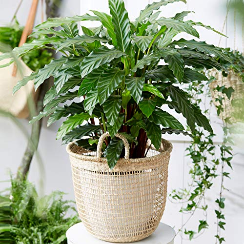 Calathea Blue Grass | Superbe Plante d'intérieur à Feuillage Persistant à Vendre | de 30 à 40 cm en Pot