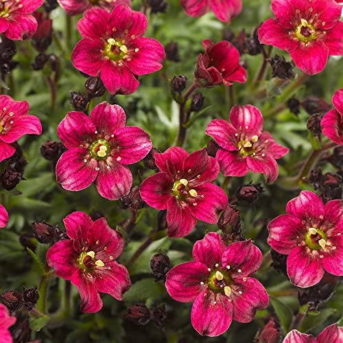 Saxifrage Plug Plants. 'Alpino Deep Rose'. Pink Perennial Flowers. Alpine Plants, for rockeries. Value Plug Plant x 5. Available from Bedwen Plants.