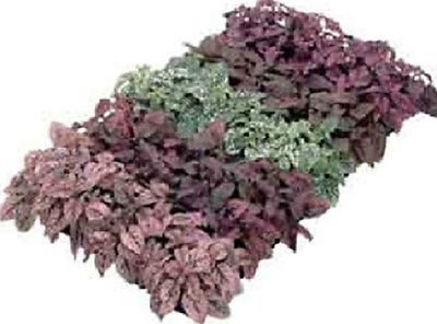 50 Hypoestes Semi Hypoestes Konfetti Mix Semi
