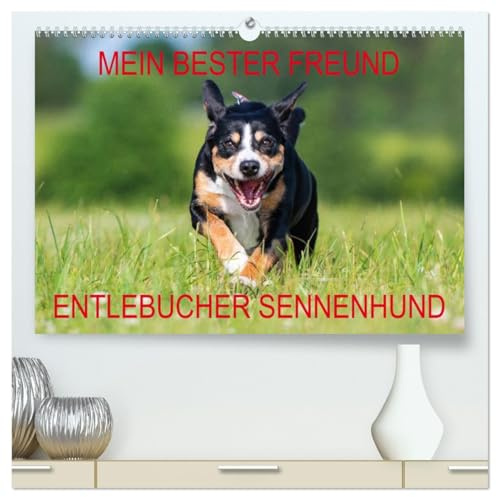 Mein bester Freund - Entlebucher Sennenhund (hochwertiger Premium Wandkalender 2026 DIN A2 quer), Kunstdruck in Hochglanz: Die kleinste Rasse der ... - der Entlebucher (CALVENDO Tiere)