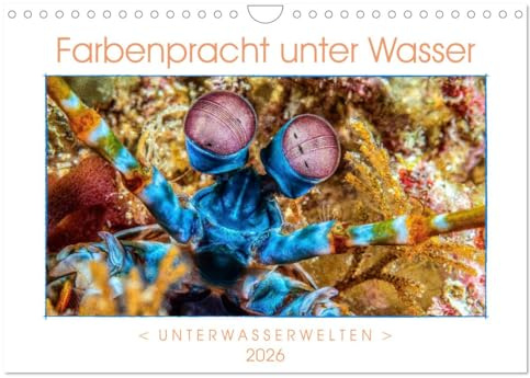 Farbenpracht unter Wasser (Wandkalender 2026 DIN A4 quer), CALVENDO Monatskalender: Ein Kalender mir farbstarken und ausdrucksvollen Aufnahmen aus der tropischen Unterwasserwelt. (CALVENDO Tiere)