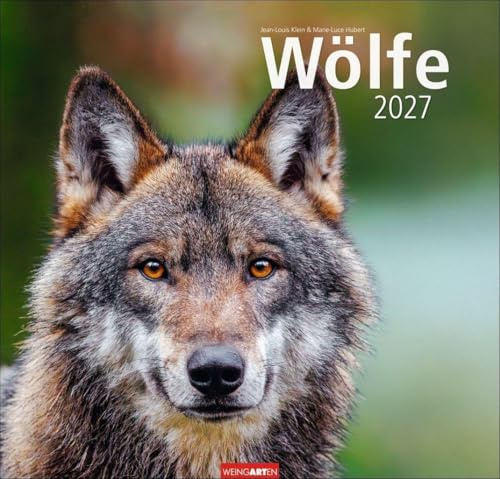 Wölfe Kalender 2027: Tierkalender mit Wolf-Fotos vom bekannten Fotografenpaar Jean-Louis Klein und Marie-Luce Hubert. Foto-Wandkalender mit eindrucksvollen Tier-Aufnahmen. 48x46 cm