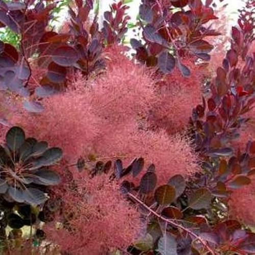 Cotinus Coggygria Perückenstrauch 'Royal Purple' - 40-60 cm Topf - Zierstrauch mit Roten Blättern