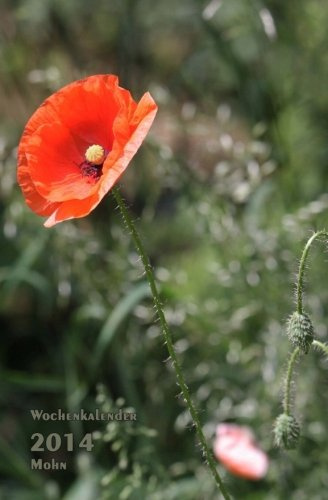 Wochenkalender 2014 Mohn: rechte Seite Kalender, linke Seite Notizbuch, 1 Woche = 1 Seite, ca A5