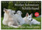 Weißer Schweizer Schäferhund - Ein Tag im Leben einer Hundefamilie (Tischkalender 2024 DIN A5 quer), CALVENDO Monatskalender: Auf 13 Kalenderblättern ... einer Hundefamilie teilhaben (CALVENDO Tiere)