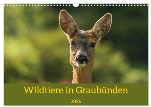 Wildtiere in Graubünden (Wandkalender 2026 DIN A3 quer), CALVENDO Monatskalender: Der Naturfotograf Jürg Plattner nimmt sie mit auf seine Streifzüge in seiner Heimat Graubünden. (CALVENDO Natur)
