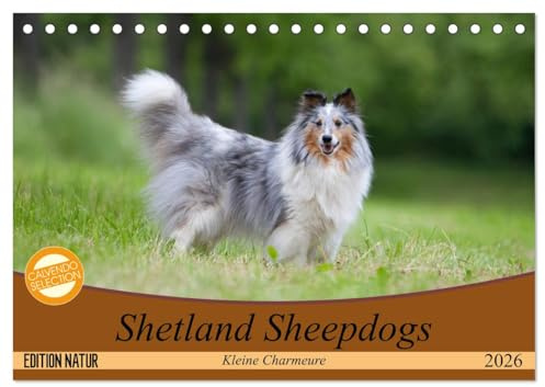 Shetland Sheepdogs - Kleine Charmeure (Tischkalender 2026 DIN A5 quer), CALVENDO Monatskalender: Shelties mit besonderem Charme (CALVENDO Tiere)