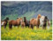 ARTLAND Wanddeko Leinwand Bilder Wandbild 120x90 cm Pferd Wildpferde Herde Isländer Island Tiere Natur Landschaft Blumen T1SL