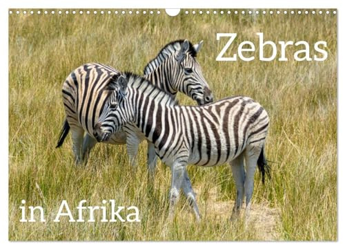 Zebras in Afrika (Wandkalender 2026 DIN A3 quer), CALVENDO Monatskalender: Zebras in der Wildnis beobachten (CALVENDO Tiere)