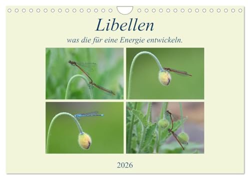 Libellen, was die für eine Energie entwickeln. (Wandkalender 2026 DIN A4 quer), CALVENDO Monatskalender: Ich habe sie stundenlang beobachtet und war nur bewundert. (CALVENDO Tiere)