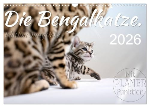 Die Bengalkatze. Edition Jungtiere (Wandkalender 2026 DIN A3 quer), CALVENDO Monatskalender: Ein kalendarisches Portrait, vom Kätzchen zu einer der vielleicht schönsten Rassekatzen. (CALVENDO Tiere)