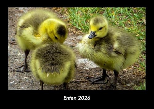Enten 2026 Fotokalender DIN A3: Monatskalender mit Bild-Motiven von Haustieren, Bauernhof, wilden Tieren und Raubtieren