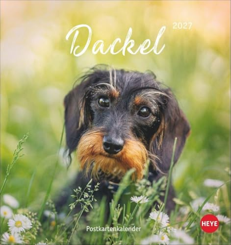Dackel Postkartenkalender 2027: Monats-Tischkalender zum Aufstellen oder Aufhängen mit herzigen Dackelfotos. Kleiner Kalender mit Postkarten zum Verschicken oder Sammeln.