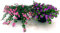 POWERS TO FLOWERS - BACOPA ROSA e BLU, 2 PIANTE VASO 14cm, piante vere