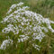 300 pcs echter baldrian samen - heilkräuter, plants baldrian pflanze kaufen - Valeriana officinalis - gartengeschenke, pflanzen samen heilkräuter samen, balkon beet küchenkräuter,
