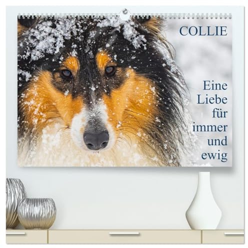 Collies - Eine Liebe für immer und ewig (hochwertiger Premium Wandkalender 2026 DIN A2 quer), Kunstdruck in Hochglanz: 13 wundervolle Fotos der ... kleinen bezaubernden Collies (CALVENDO Tiere)