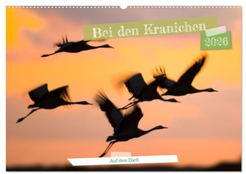 Bei den Kranichen (Wandkalender 2026 DIN A2 quer), CALVENDO Monatskalender: Kraniche in unterschiedlichen Lichtverhältnissen und Szenen fotografiert (CALVENDO Tiere)