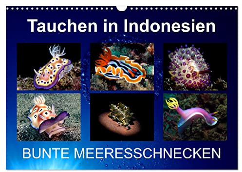 Tauchen in Indonesien - BUNTE MEERESSCHNECKEN (Wandkalender 2026 DIN A3 quer), CALVENDO Monatskalender: Bunte Nacktschnecken von meinen Tauchgängen in Indonesien (CALVENDO Tiere)