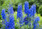 Rittersporn Pacific Giant Blau 50 Samen, Riesen Delphinium - mehrjährige Staude