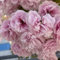 semi di ciliegio ornamentale - ciliegio ornamentale - fiori per balconi, piante perenni resistenti semi di fiori, piante resistenti da balcone prato fiorito perenni, aiuole rialzate 10pcs