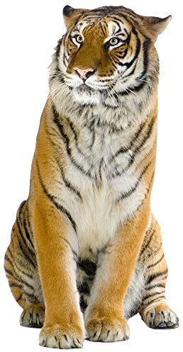 GRAZDesign Wandtattoo Tiger sitzend | Wandaufkleber Afrika | Wandsticker Deko Aufkleber 3d - 78x40cm
