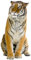 GRAZDesign Wandtattoo Tiger sitzend | Wandaufkleber Afrika | Wandsticker Deko Aufkleber 3d - 78x40cm
