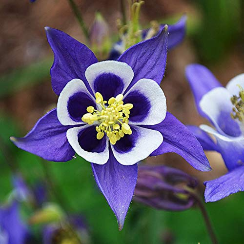 6 x Wild Akelei - Aquilegia Vulgaris Topf 9x9cm: Natürliche Eleganz für den Garten.