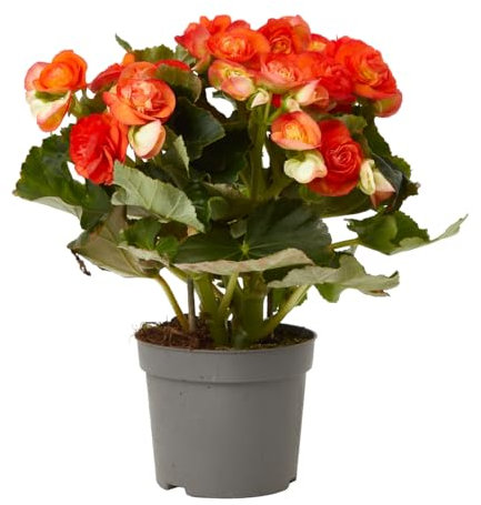 Verdecora Begonia Elatior Naranja | Planta de los mil colores | Planta natural de interior en maceta de Ø13cm |Flores Elegantes y Duraderas | Ideal para Decorar Hogares y Oficinas
