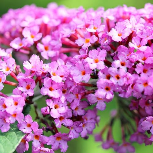 Arbre Aux Papillons Pink Delight - Buddleja Davidii Pink Delight 60 cm Pot 3l - Plante - Hauteur 60 cm