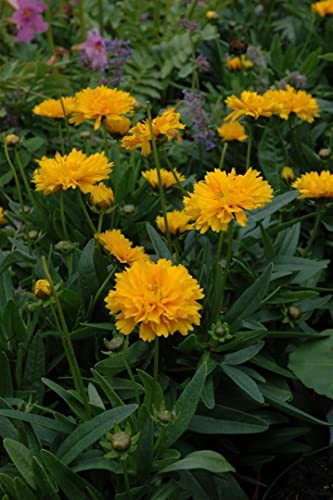 Coreopsis grandiflora 'Early Sunrise' ca. 9x9 cm Topf - Mädchenauge, leuchtend gelbe Blüten, Blütezeit Juni-September, ideal für Beete, pflegeleicht und bienenfreundlich