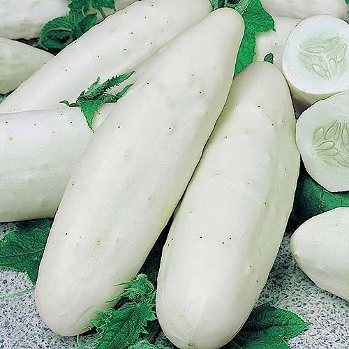 Luojuny Semi di cetriolo, semi da 50 pezzi/sacchetto Semi di cetriolo di colore bianco resistenti alla siccità ecologici per maniero Cetriolo