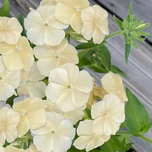 Drummond's Phlox Isabellina - 300 Seeds + freebie + Plant tag (Phlox drummondii grandiflora)