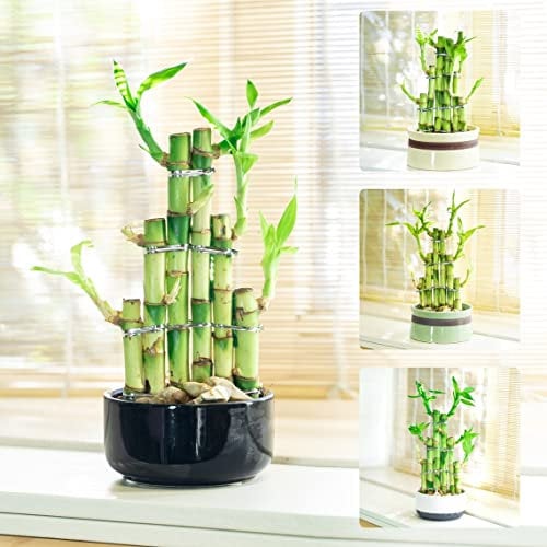 Easy Plants 1 bambou porte-bonheur en pot rond en céramique de couleur aléatoire [3 étages Escalier]