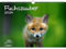 Fuchszauber DIN A3 Kalender für 2024 Fuchs und Füchse - Seelenzauber