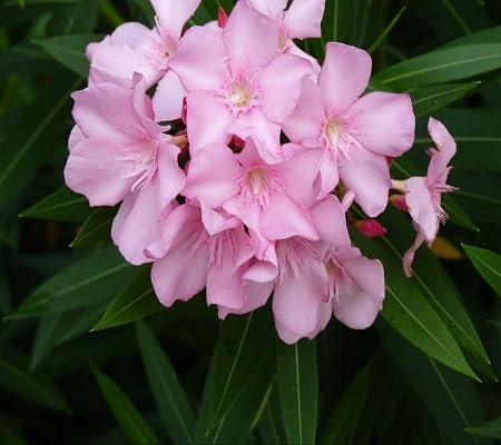 50 graines de fleurs de laurier-rose